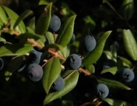 mirto1