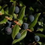 mirto1