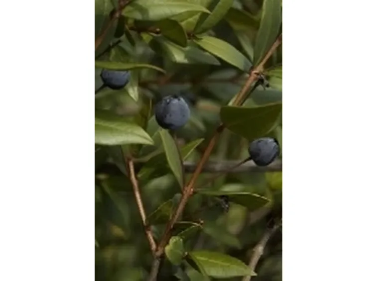 mirto2
