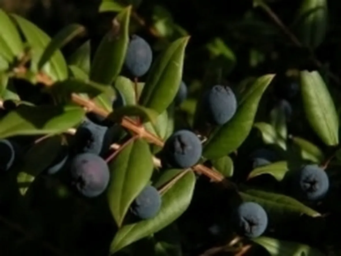 mirto1