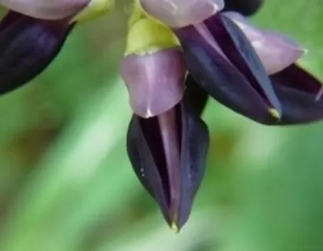 mucuna1