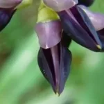 mucuna1