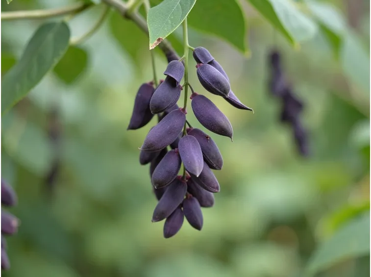 mucuna1