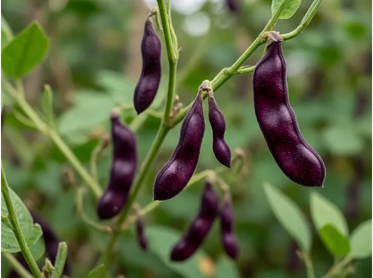 mucuna2