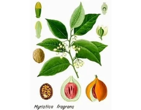 nocemoscata2