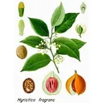 nocemoscata2