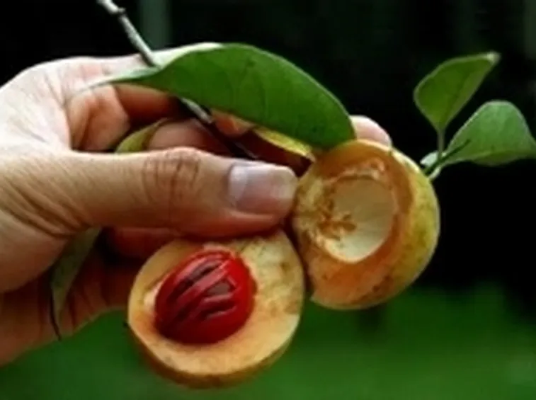 nocemoscata1