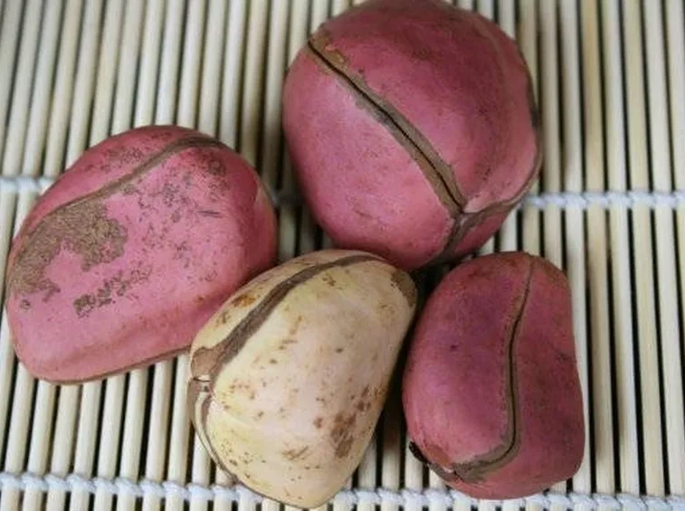 kola nut