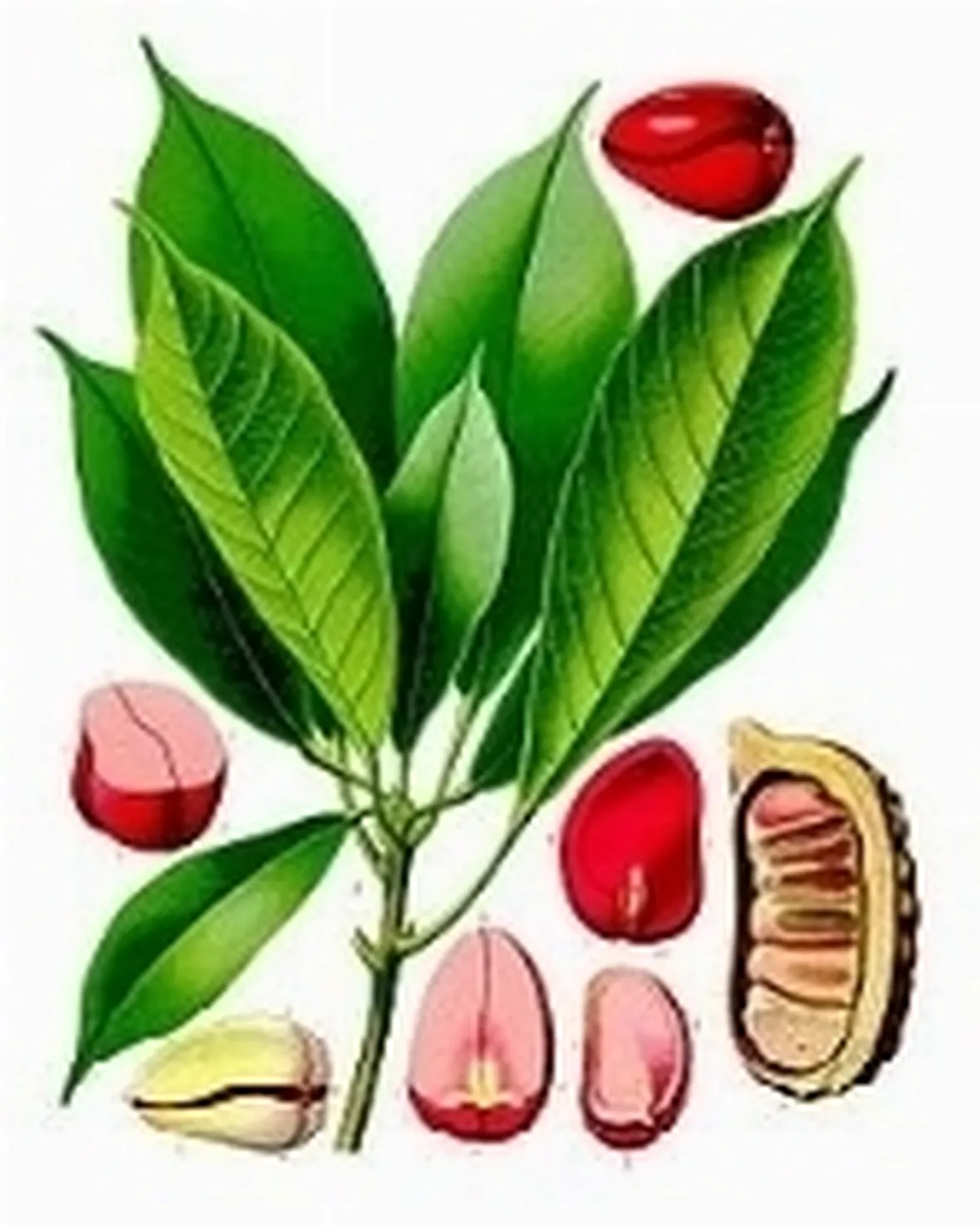 nocicola1