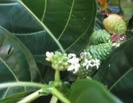 noni2