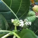 noni2