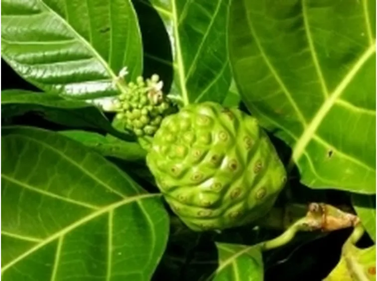 noni1