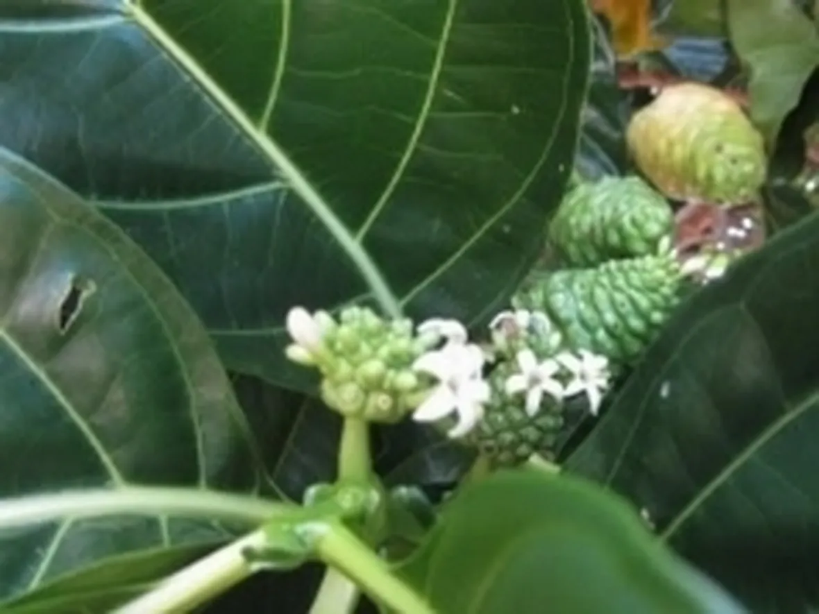 noni2