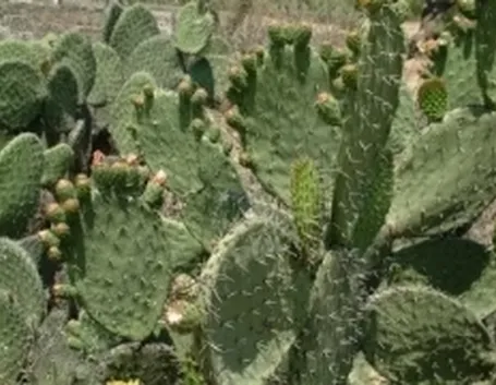 nopal2