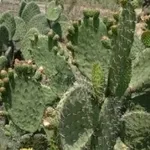 nopal2