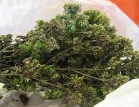 origano1