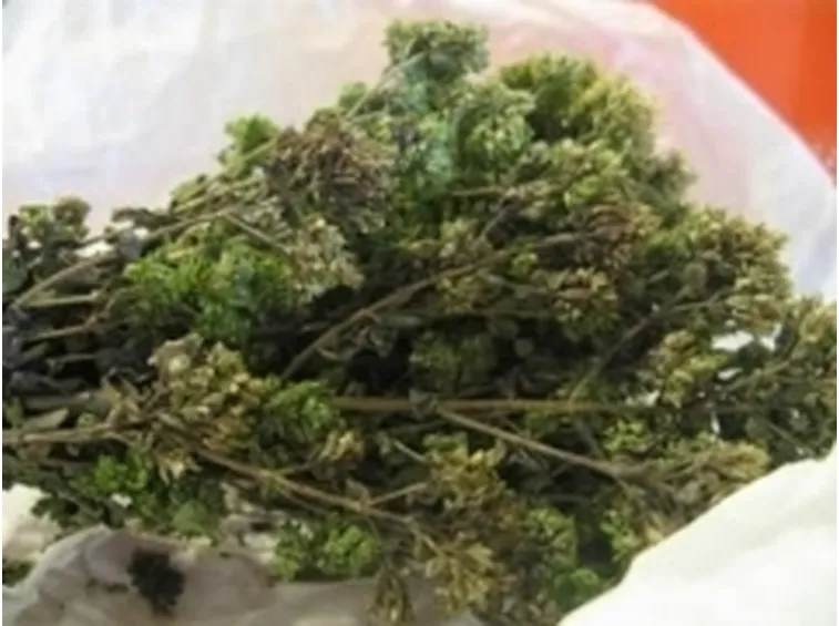 origano1