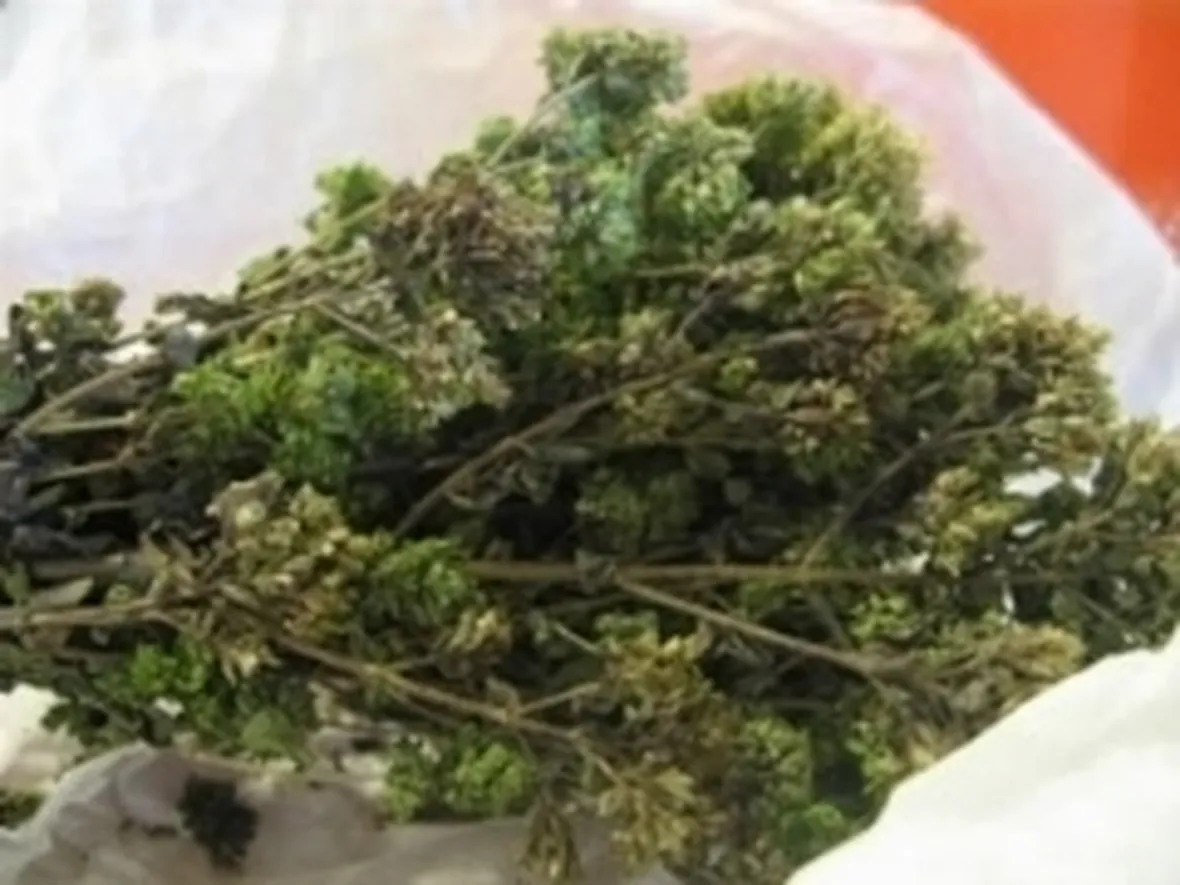 origano1