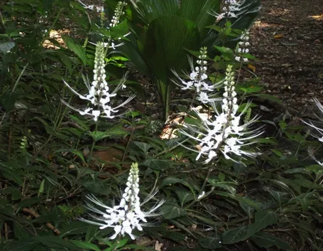 Pianta di ortosiphon