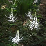 Pianta di ortosiphon