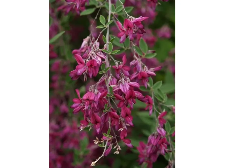 Fiori di ortosiphon