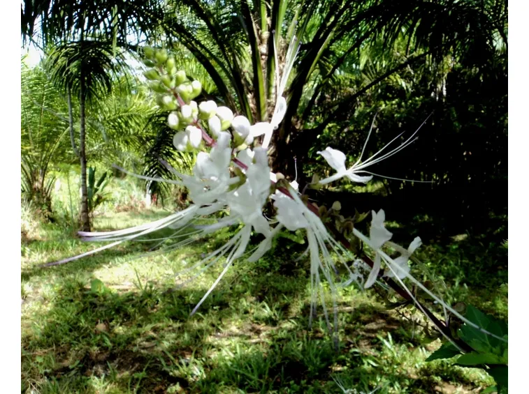 Fiori di ortosiphon