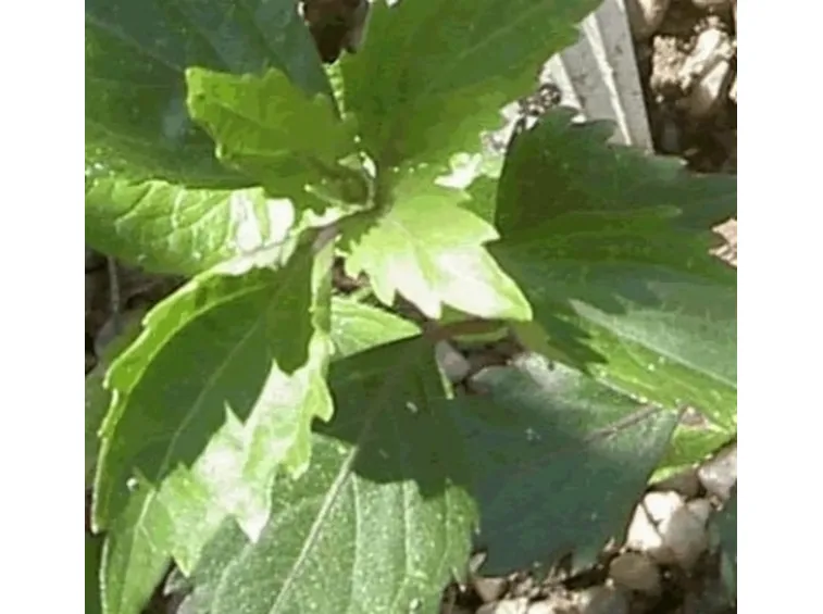 Foglie di ortosiphon