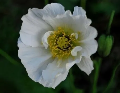 Papaveri