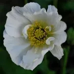 Papaveri