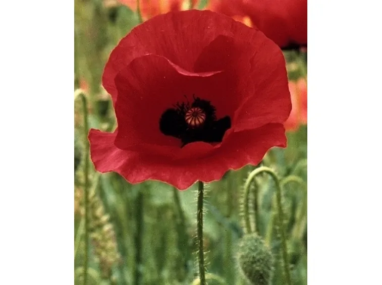 Papavero rosso