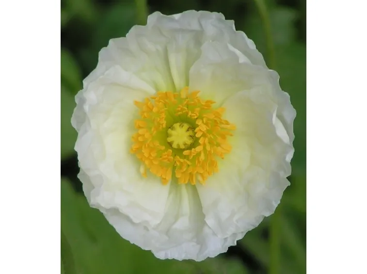 Papavero bianco