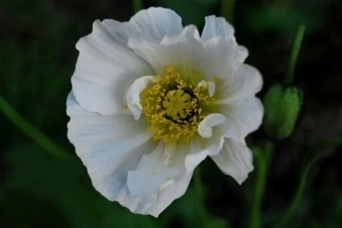 Papaveri