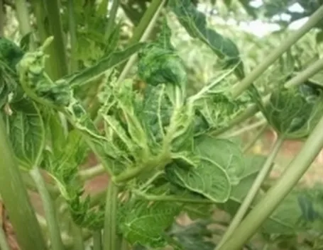 papaya2