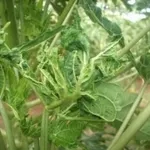 papaya2