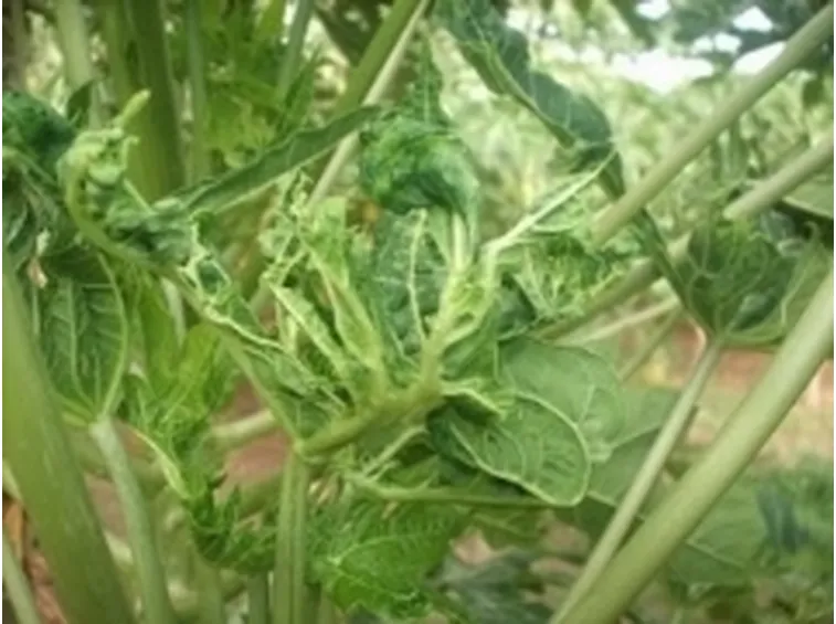 papaya2