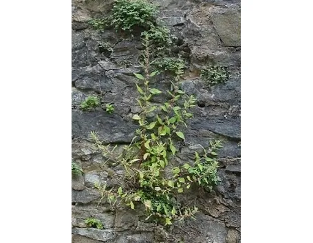 parietaria
