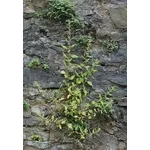 parietaria