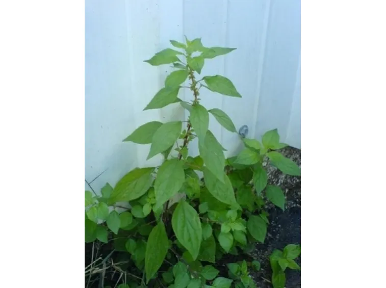parietaria