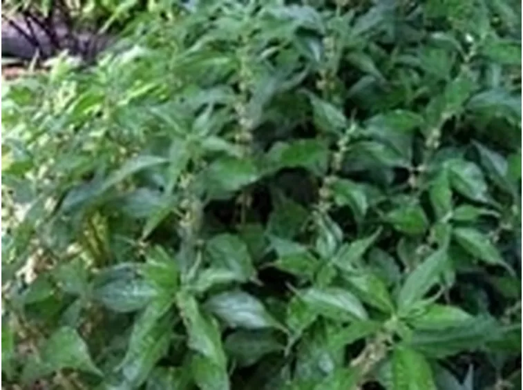 parietaria