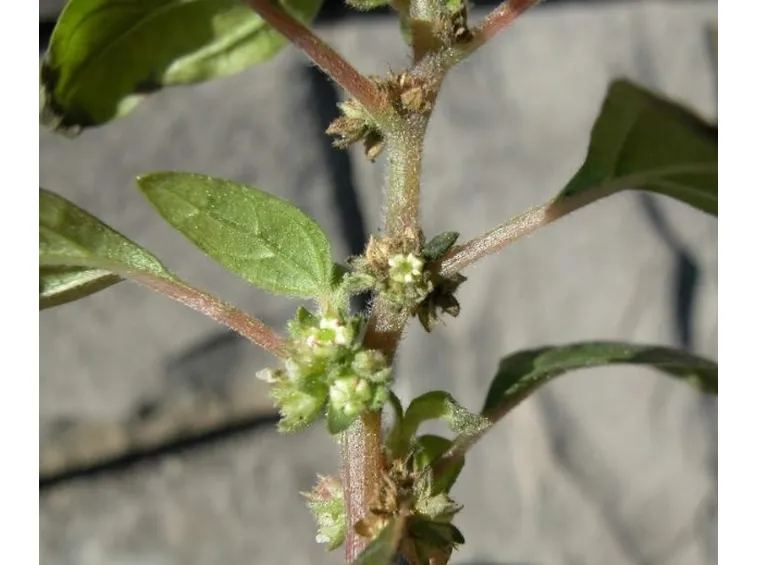 parietaria