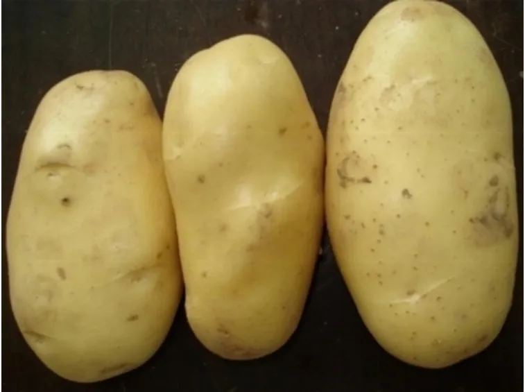 Patate