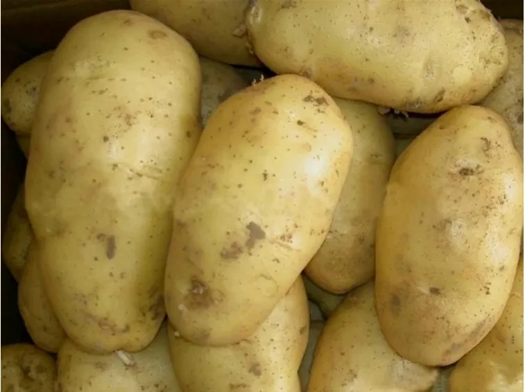 Patate