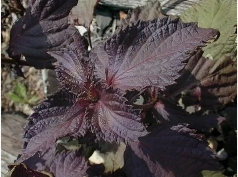 Perilla