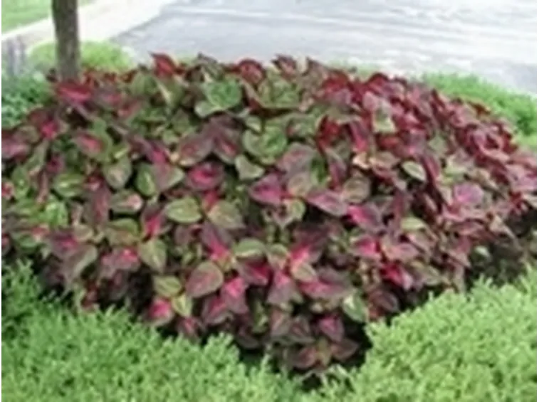 Perilla