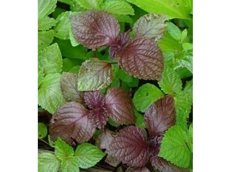 Perilla