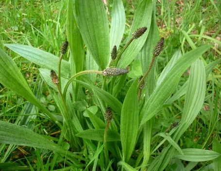 Piantaggine