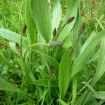 Piantaggine
