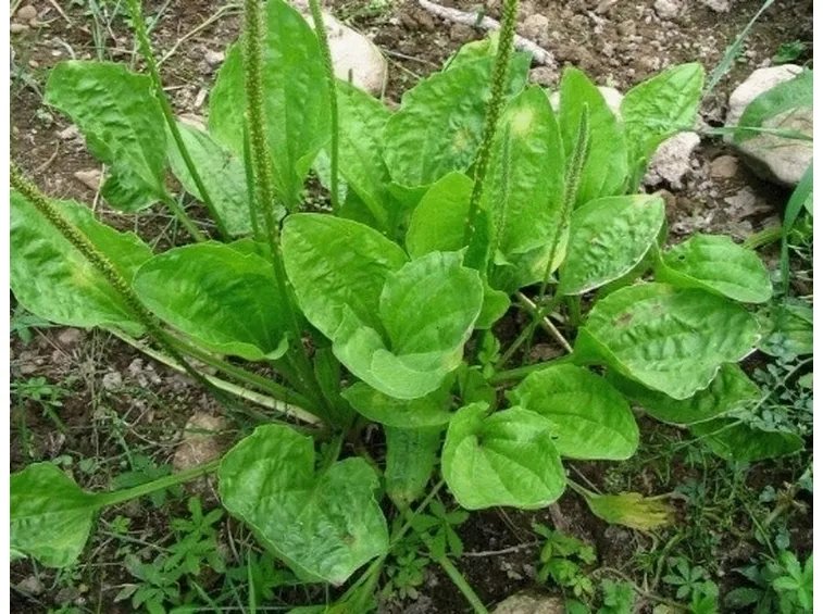 Piantaggine