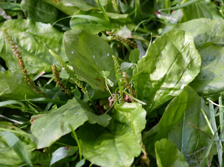 Piantaggine