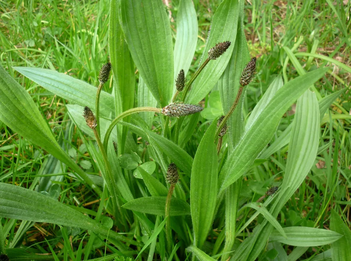 Piantaggine